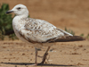 Larus armenicus